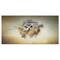 Designart - Large Gracing Owl - Animal Canvas Wall Art